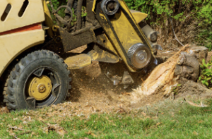 tree stump removal Adelaide