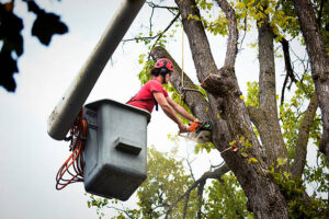 tree removal Adelaide